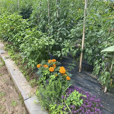 La Desmera 4* Isla Plana