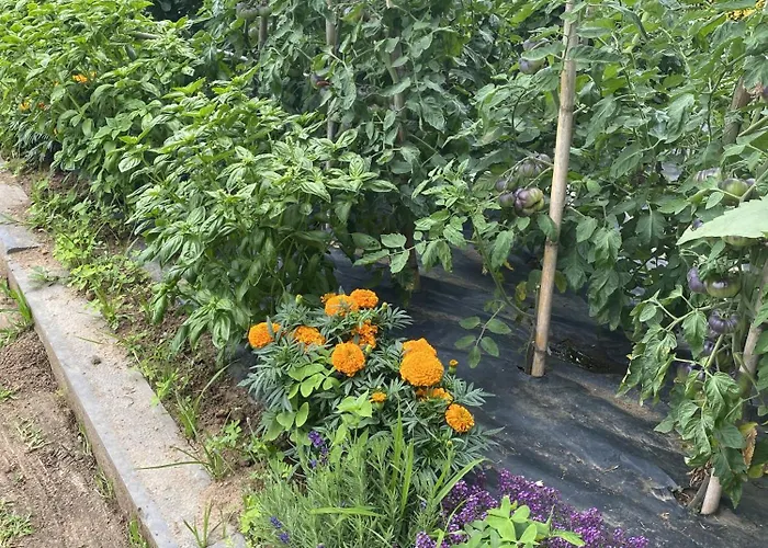 La Desmera 4* Isla Plana